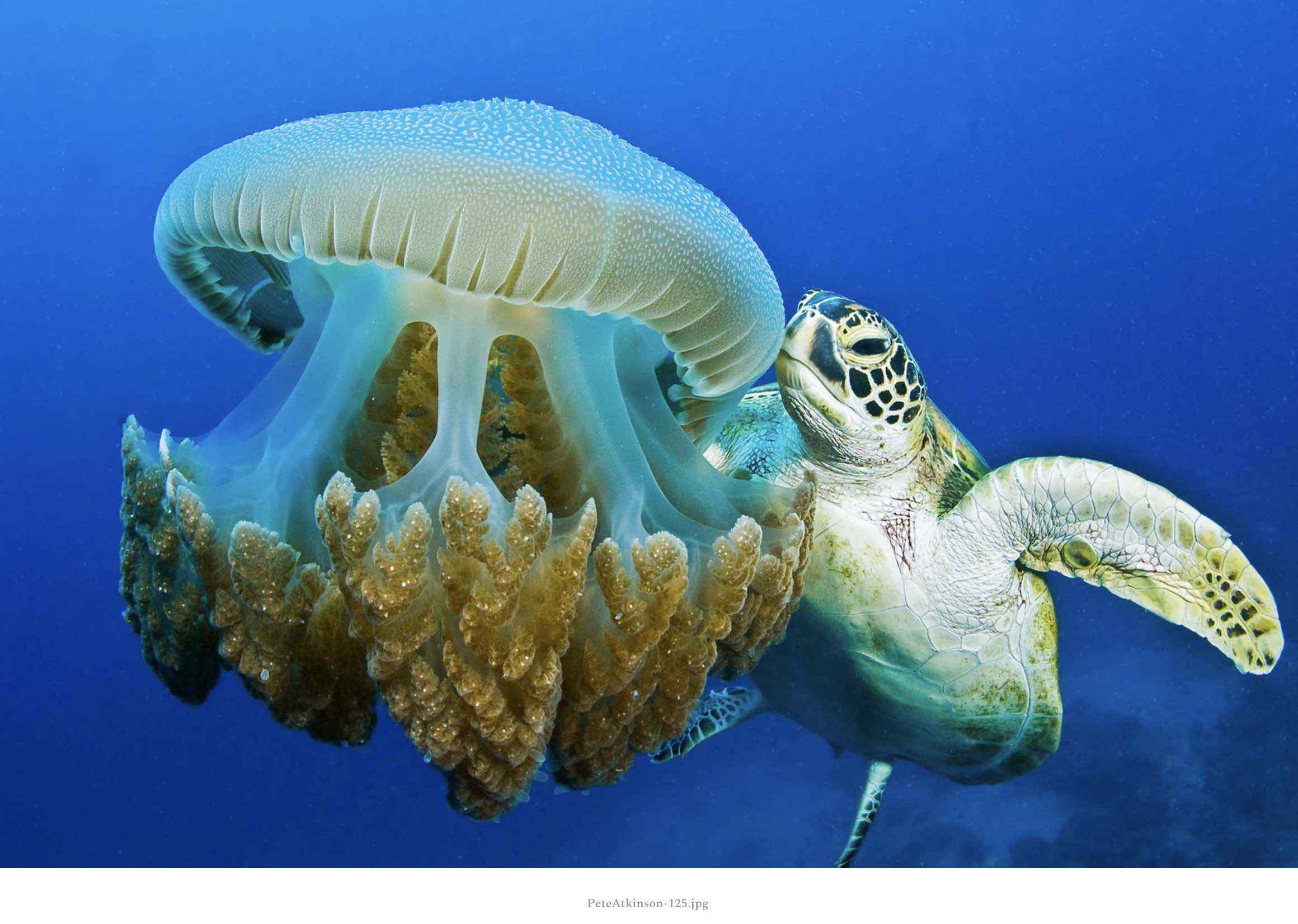 Turtle and Jellyfish